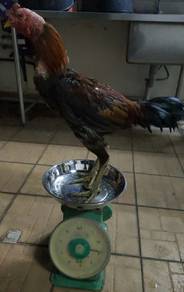 ayam