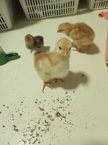 3 Chicks for sale (2+ weeks)