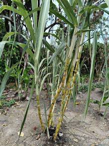 Sugar cane plant