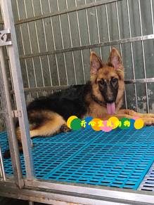 German Shepherd (F)
