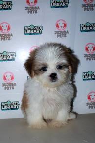 D18 Cute Shih Tzu Dog