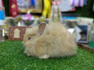 Arnab Mix Teddy Bear Rabbit b3
