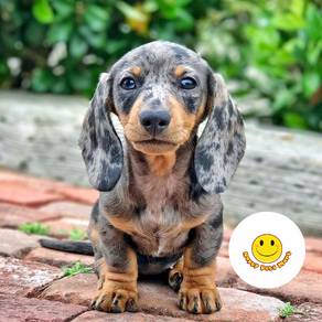 QQ200 Short haired Dachshund dapple / merle