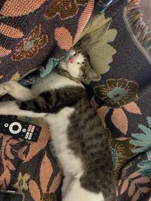 Male Cat for Adoption