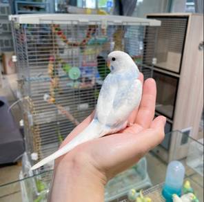 baji budgie burung