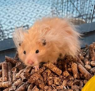 Hamster Syrian Untuk Dijual !!