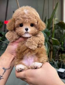 Bichonpoo -Boy