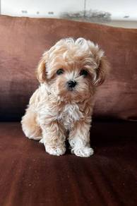 B6494 Frolicsome Maltipoo gorgeous fluffy fur char