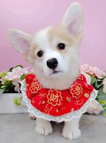 Corgi