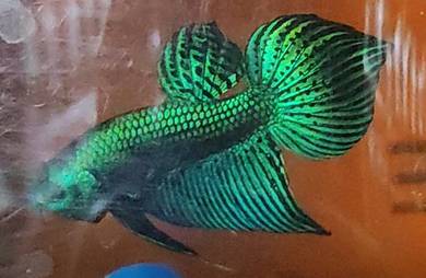 4 piece alien hybrid betta