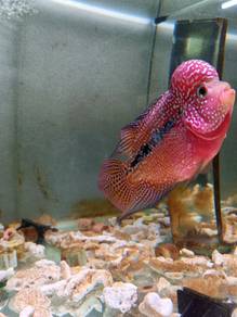 Two tone kamfa big kok