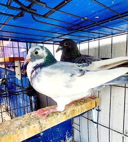 burung merpati racing homer