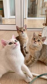 BSH Golden Tabby & Silver Shaded
