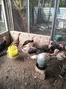 ayam belanda 