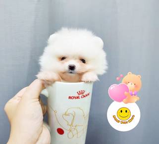 LKK-50055 Tiny Pomeranian white puppy