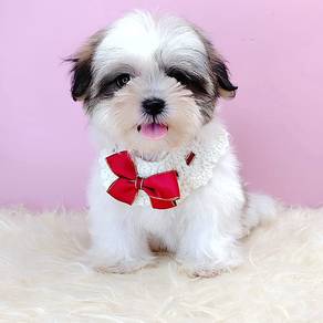 Shih Tzu