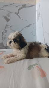 Shih ztu Puppy (Male)
