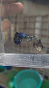 ikan guppy 