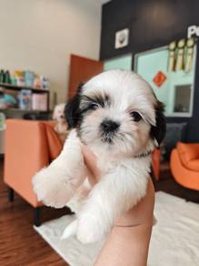 Shih tzu puppy