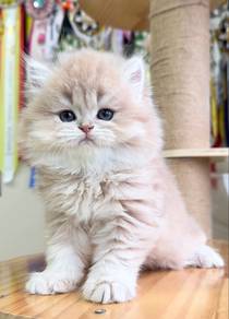 British Longhair - Lilac Golden