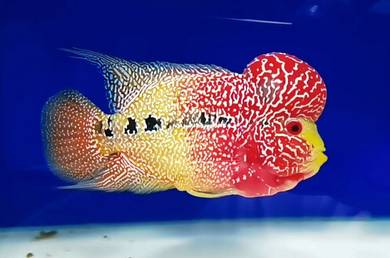Two Tone Kamfa Flowerhorn Flower Horn