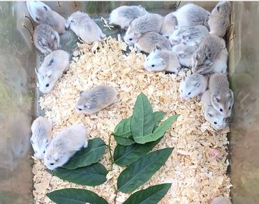 Roborovski Dwarf Hamster 