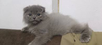 Scottish British Kitten