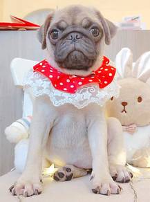 Pug