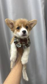 Female Corgi Puppy Red White Color