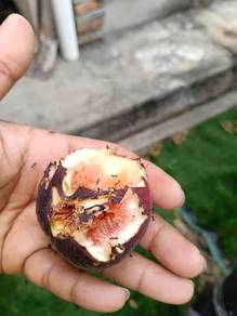 Anak pokok