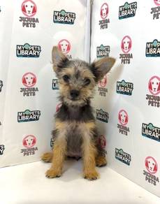 J0017 Silkese Silky Teddy Puppy With Cute Face