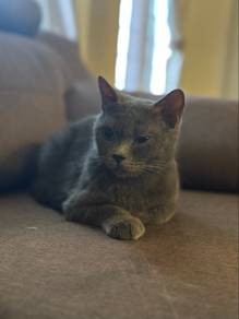 kucing Bsh