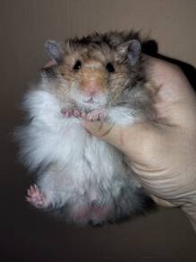 hamster bigbone rex