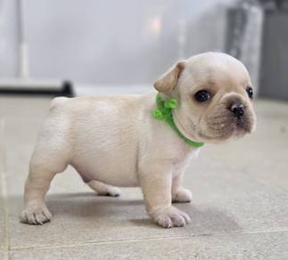 FRENCH BULLDOG PUPPIES VIP293🌻Cute Boy~Girl