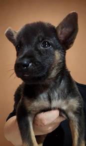 German shepherd mix 