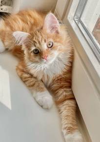 Persian Mix Mainecoon Kitten