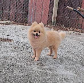 Pomeranian puppy