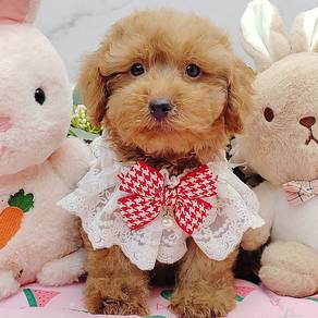 Poodle Toy