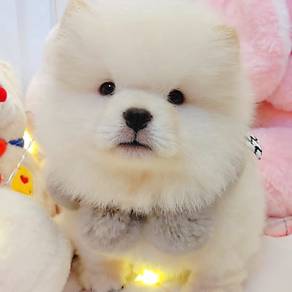 Chow Chow