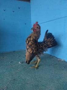 ayam serama 