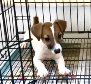 Jack russell nice marking
