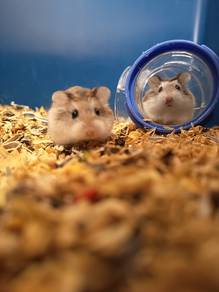 Hamster