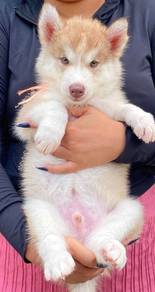 SIBERIAN HUSKY PUPPIES VIP06🌻 Male-Female