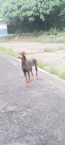 Doberman Puppies 