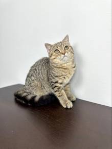 British Shorthair Tabby + Scotish