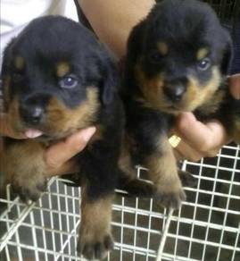 Rottweiler 