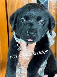 black labrador puppy 1