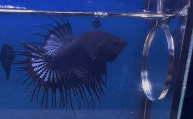 betta fish