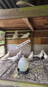 burung merpati putih