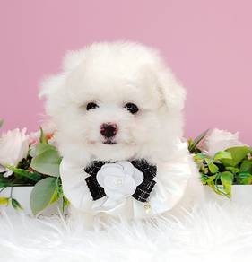 Maltipoo